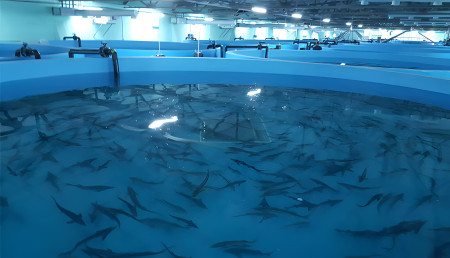 узв калинингад