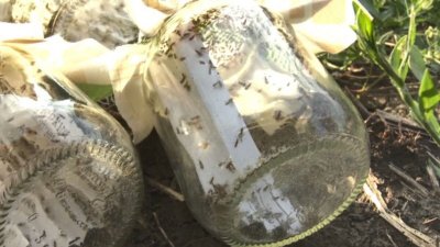 В Ростовской области растет применение габробракона для биологической защиты растений