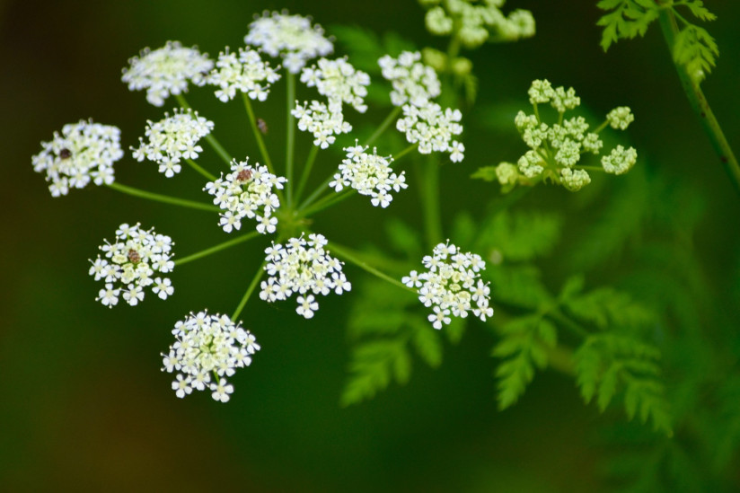 close-up-white-flowers-growing-outdoors