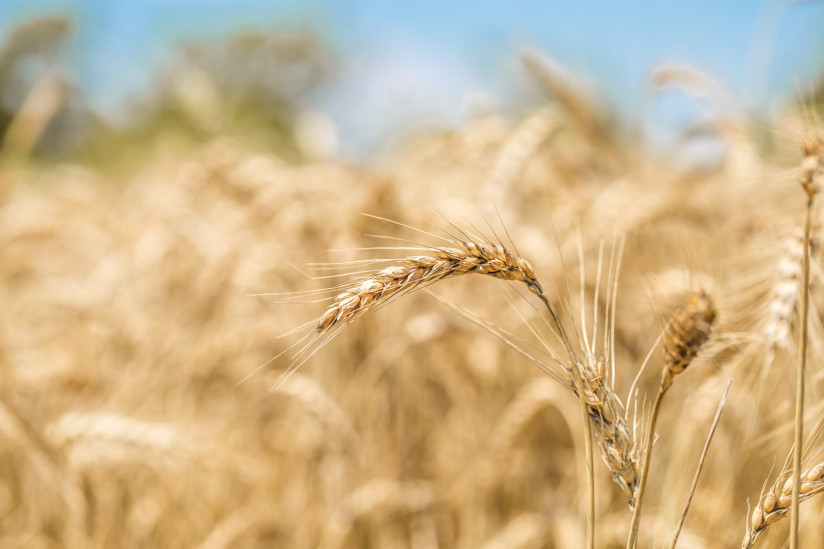 ears-wheat-close-up-field