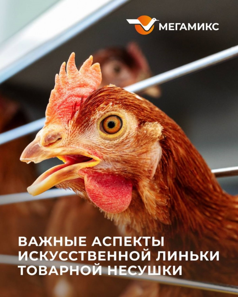 Важные аспекты искусственной линьки товарной несушки
