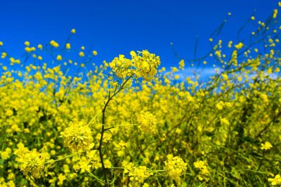 Китай с 14 августа вводит пошлину 75,8% на импорт канолы из Канады