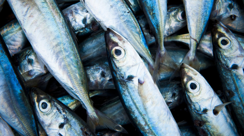 makrofotografia-svezih-poimannyh-ryb (1)