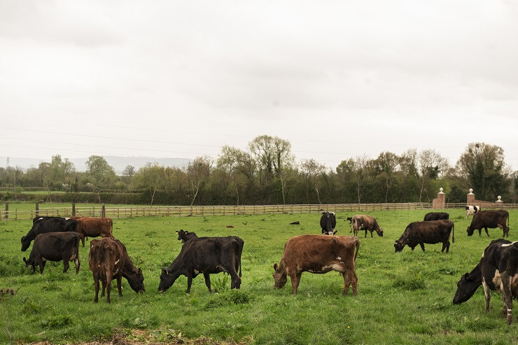 korovy-pasutsa-na-prirode