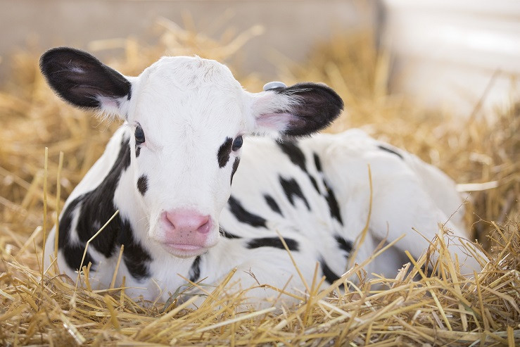 Дмитрий Демченко, «Коджент Рус»: как генетика и биотехнологии влияют на устойчивость животных к заболеваниям