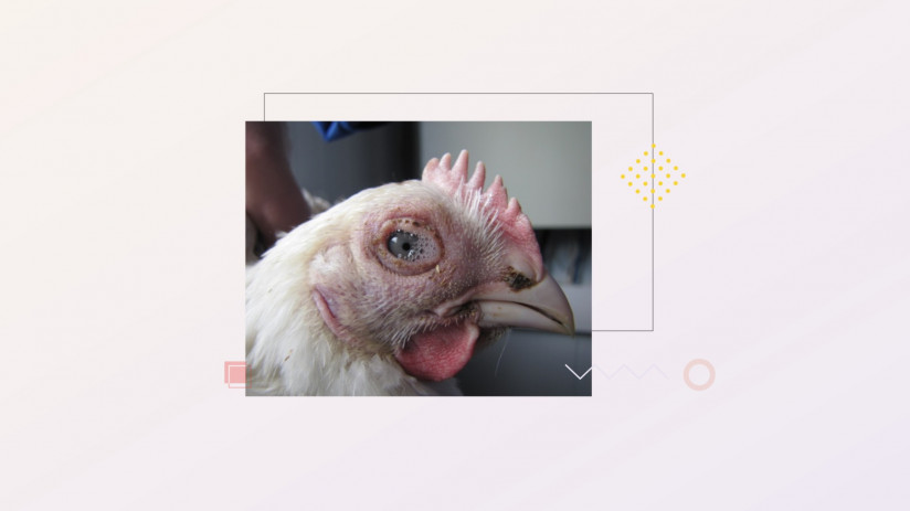 Эдуард Джавадов. Метапневмовирусная инфекция птиц