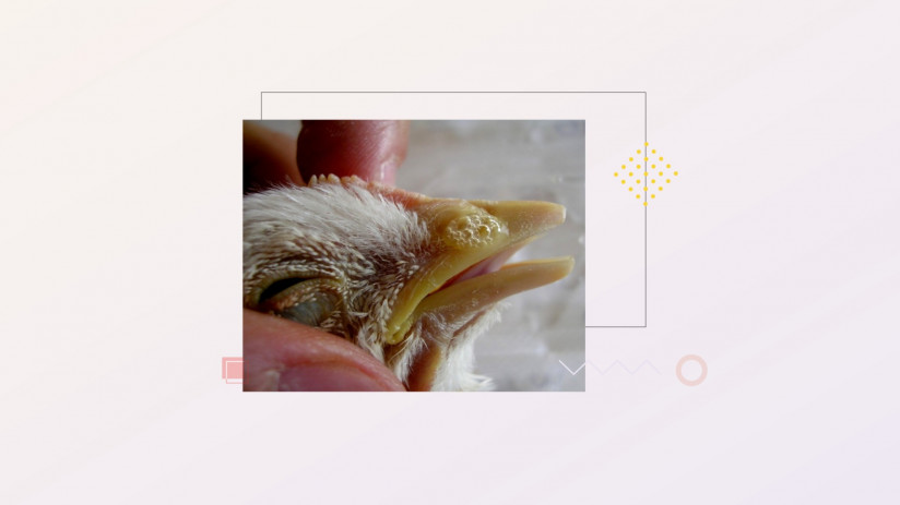 Эдуард Джавадов. Метапневмовирусная инфекция птиц