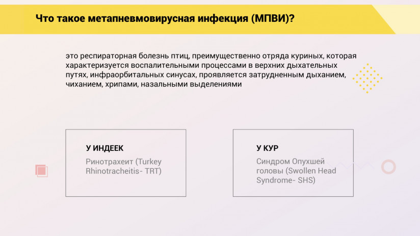 Эдуард Джавадов. Метапневмовирусная инфекция птиц