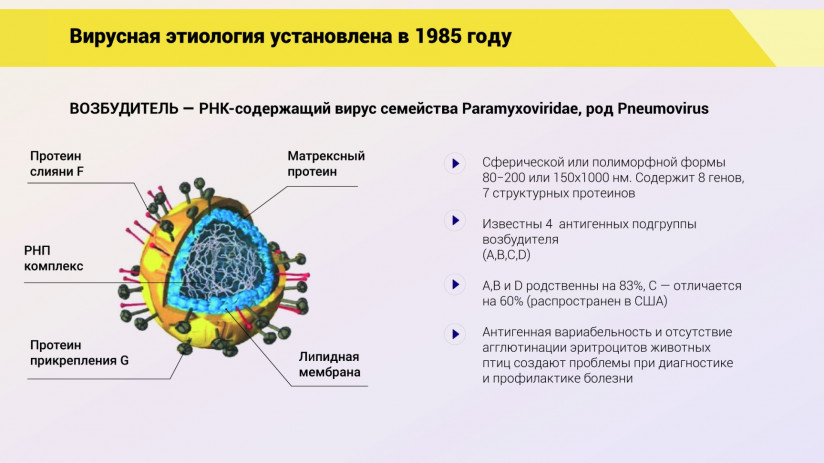 Эдуард Джавадов. Метапневмовирусная инфекция птиц