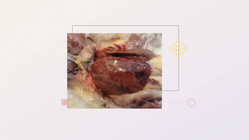 Эдуард Джавадов. Малоизученные болезни сельскохозяйственной птицы