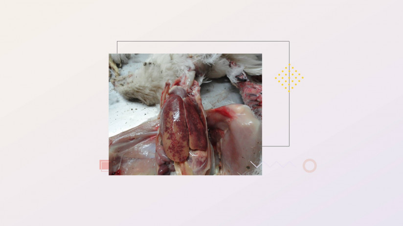 Эдуард Джавадов. Малоизученные болезни сельскохозяйственной птицы