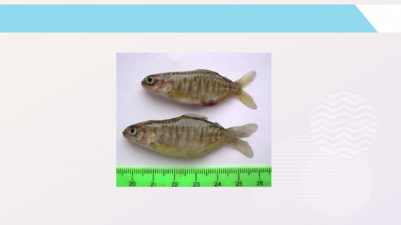 Владимир Воронин. Незаразные болезни форели и сиговых