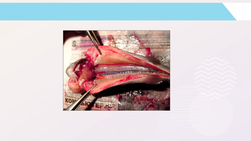 Владимир Воронин. Незаразные болезни форели и сиговых