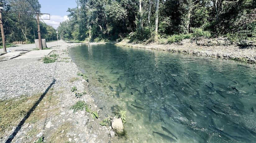 Сергей Комар, Komar & Partners: легализация выращенной форели в ФГИС «Меркурий» — как действовать рыбоводам