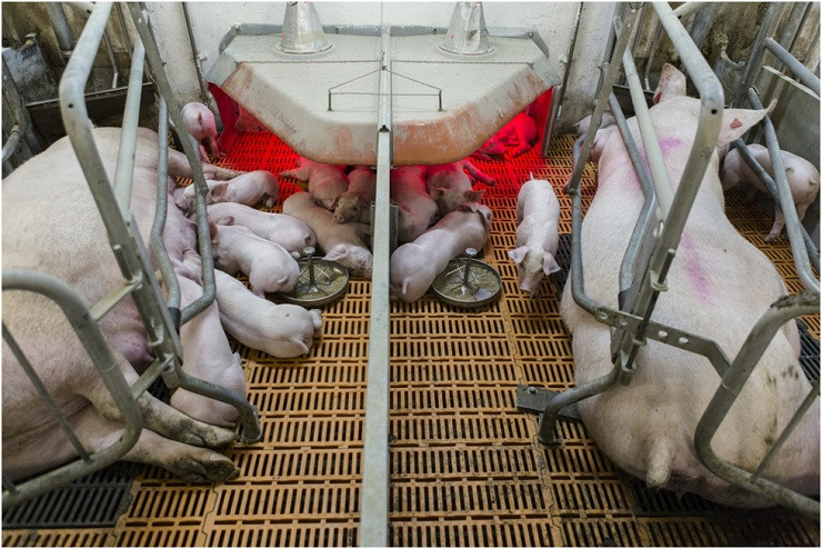 Светлана Алиева, PIC Россия: репродуктивный успех в селекции свиноматок