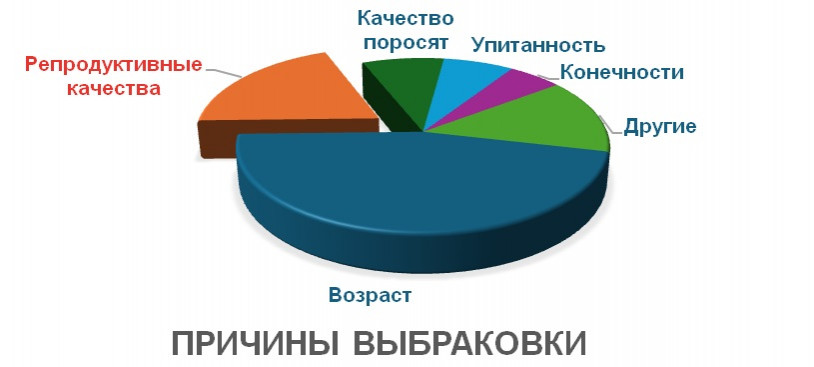 Светлана Алиева, PIC Россия: репродуктивный успех в селекции свиноматок