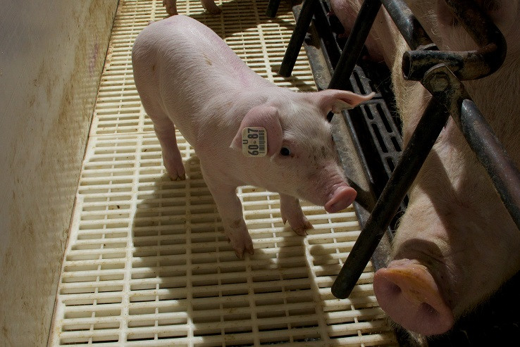 Светлана Алиева, PIC Россия: репродуктивный успех в селекции свиноматок