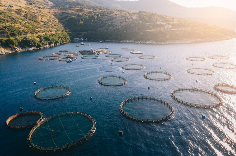 Сергей Комар, Komar & Partners — о неочевидных проблемах аквакультуры Карелии