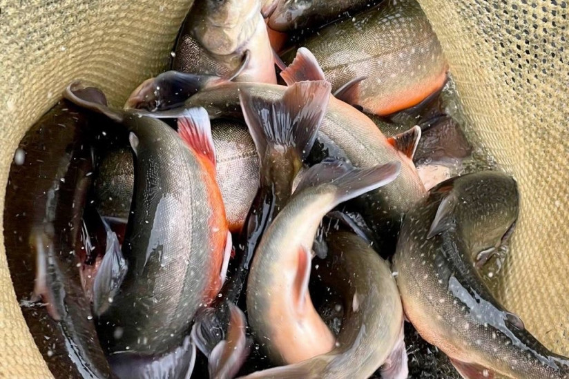 Новая волна: эксперты компании RAS Consulting — о ключевых трендах УЗВ, формирующих российскую аквакультуру