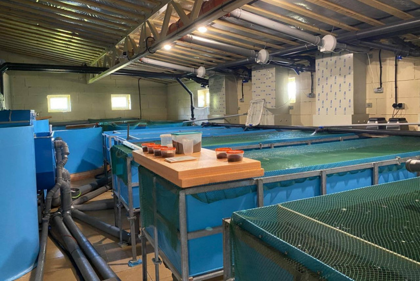 Новая волна: эксперты компании RAS Consulting — о ключевых трендах УЗВ, формирующих российскую аквакультуру