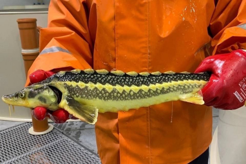 Новая волна: эксперты компании RAS Consulting — о ключевых трендах УЗВ, формирующих российскую аквакультуру