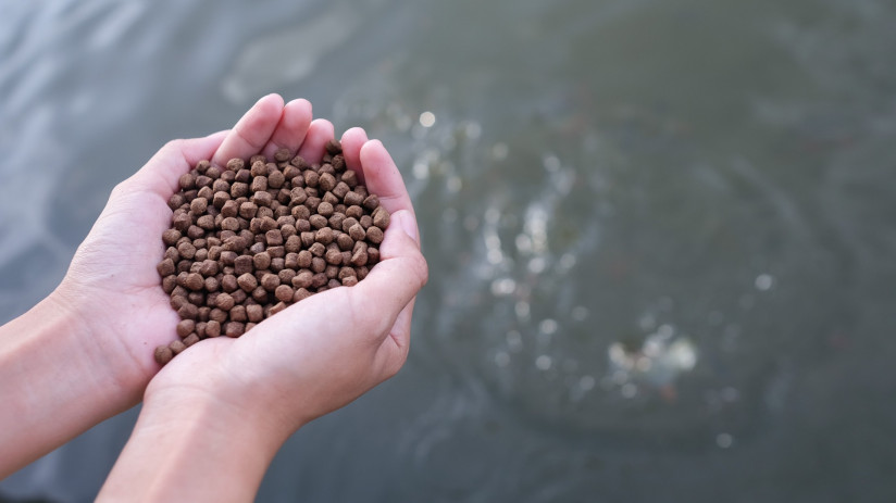 Екатерина Максим, Андрей Иванов: как альтернативные белки в рыбных кормах повышают эффективность выращивания форели