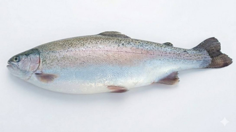 Эксперты компании RAS Consulting: Что нужно знать о генетике форели?