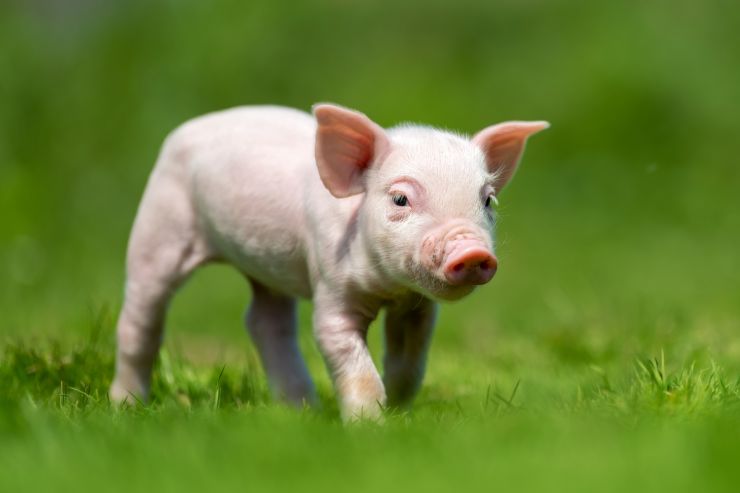 newborn-piglet-spring-green-grass