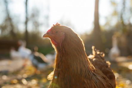 Тепловой стресс в птицеводстве: стратегия борьбы