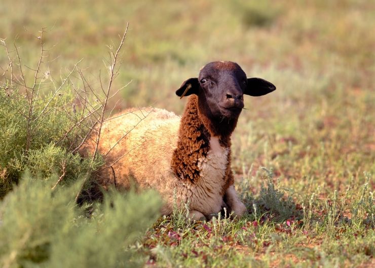 Роль селекции разводимых пород овец в производстве баранины