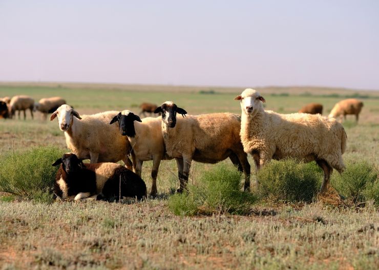 Роль селекции разводимых пород овец в производстве баранины