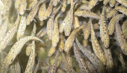 Выживаемость форели в условиях аквакультуры