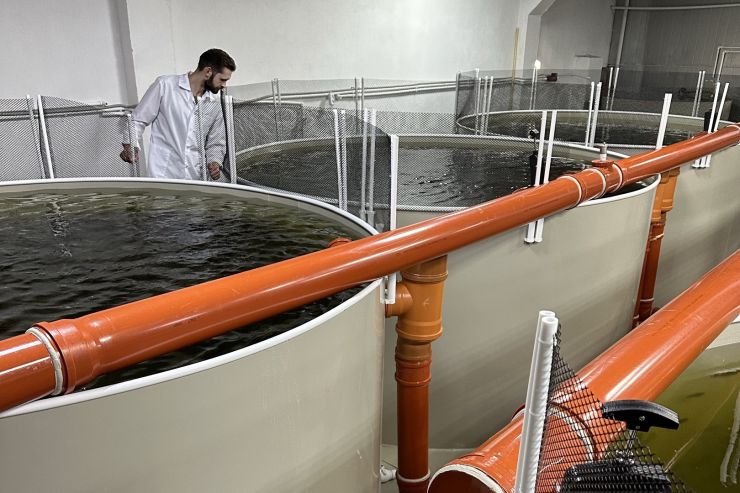 Производство рыбопосадочного материала в России