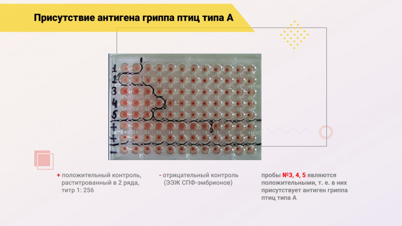 Эдуард Джавадов: «Грипп птиц: возможности вакцинопрофилактики»