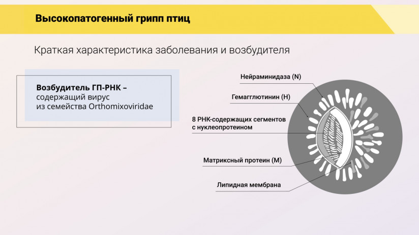 Эдуард Джавадов: «Грипп птиц: возможности вакцинопрофилактики»