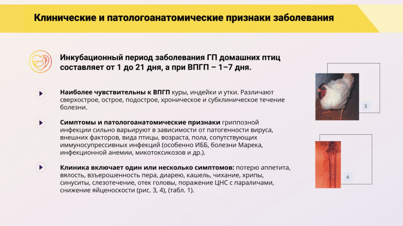 Эдуард Джавадов: «Грипп птиц: возможности вакцинопрофилактики»