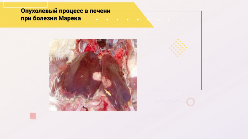 Эдуард Джавадов: «Болезнь Марека»