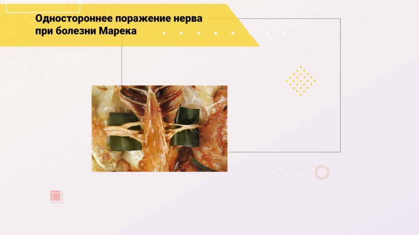 Эдуард Джавадов: «Болезнь Марека»