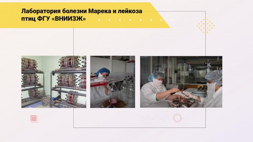 Эдуард Джавадов: «Болезнь Марека»