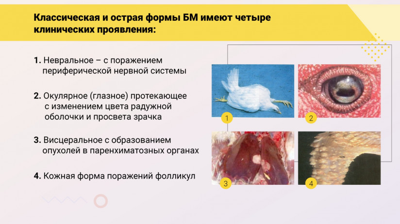 Эдуард Джавадов: «Болезнь Марека»