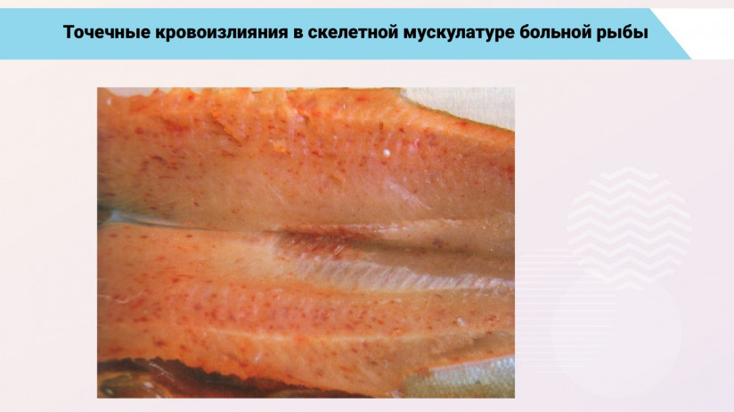 Основные вирусные болезни форели