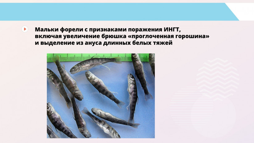 Основные вирусные болезни форели