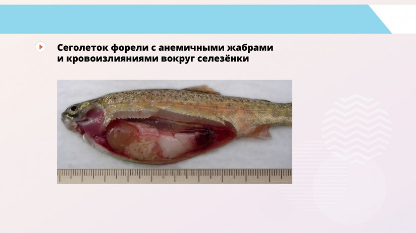 Основные вирусные болезни форели
