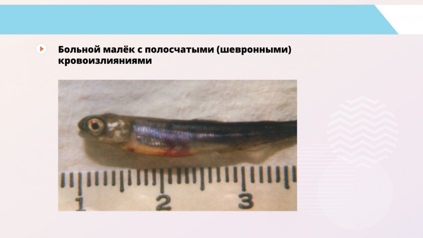 Основные вирусные болезни форели