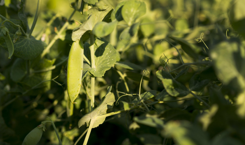 День гороха: традиции, польза и контроль качества в ЦОК АПК