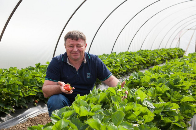 Клубника как бизнес: опыт Андрея Вербина, «Ягода Кубани»