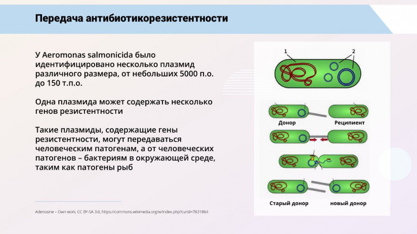 Том Виклунд. Применение антибиотиков. Антибактериальная терапия на рыбных хозяйствах