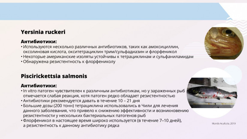 Том Виклунд. Применение антибиотиков. Антибактериальная терапия на рыбных хозяйствах