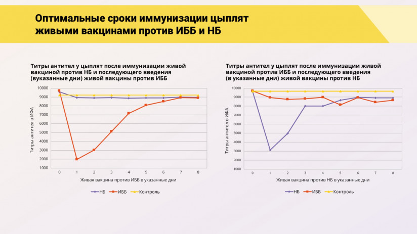 Эдуард Джавадов: Прогрессивные методы вакцинопрофилактики в промышленном птицеводстве