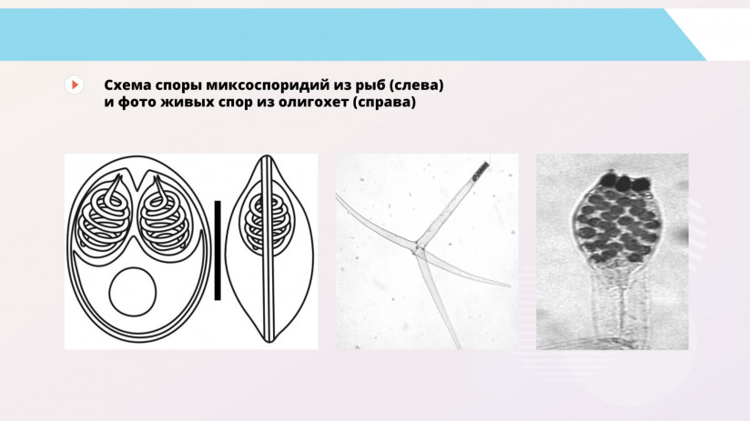 Владимир Воронин. Паразитарные болезни форели и сиговых. Миксоспоридии и миксоспоридиозы